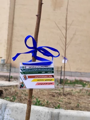 تقدیر از باغبان پردیس باهنر و نامگذاری نهال های کاشته شده به نام شهدا به مناسبت روز درختکاری و هفته محیط زیست 12